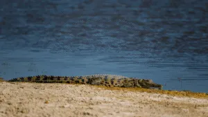 Avistan cocodrilo en playas de Tenacatita; autoridades activan vigilancia especial