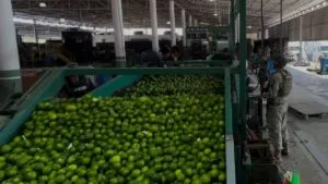 “Murciélagos” y fuerzas federales resguardan cadena productiva del limón en Tierra Caliente michoacana
