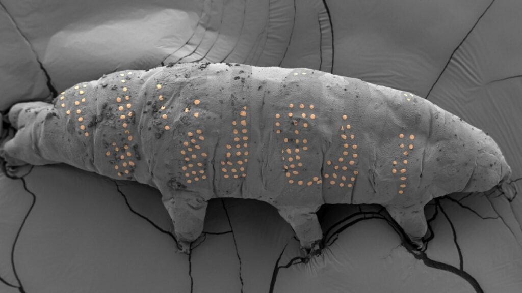 Como obras de arte: las mejores imágenes científicas de 2025, según Nature
