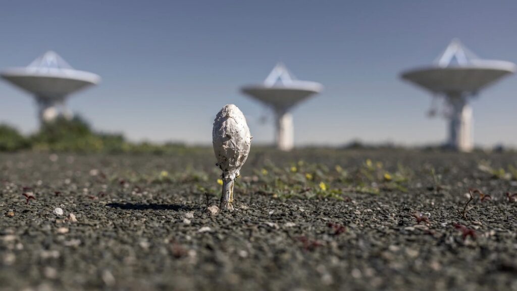 Como obras de arte: las mejores imágenes científicas de 2025, según Nature