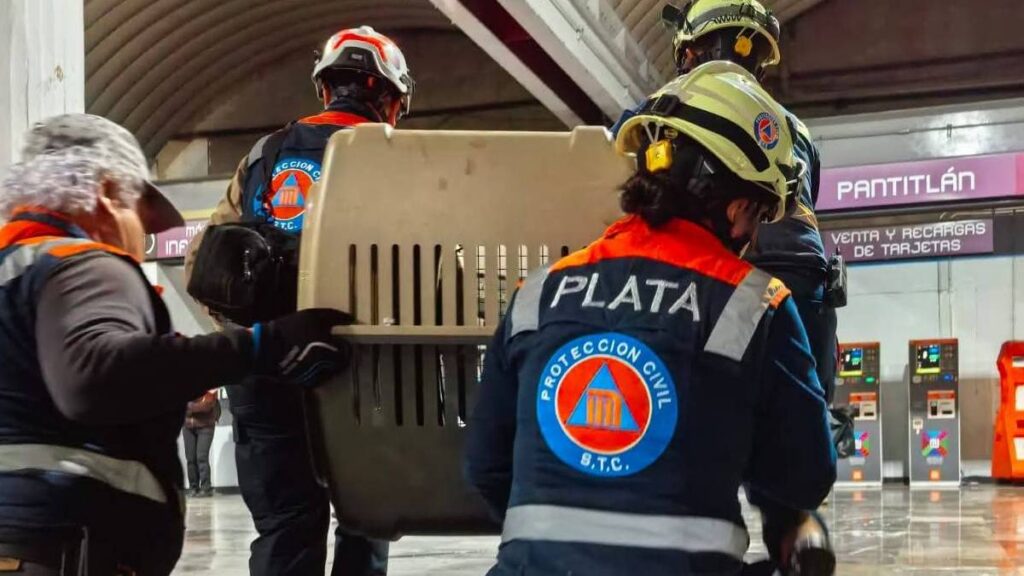 Metro atiende a perrita lesionada localizada en pasillo de la estación Pantitlán
