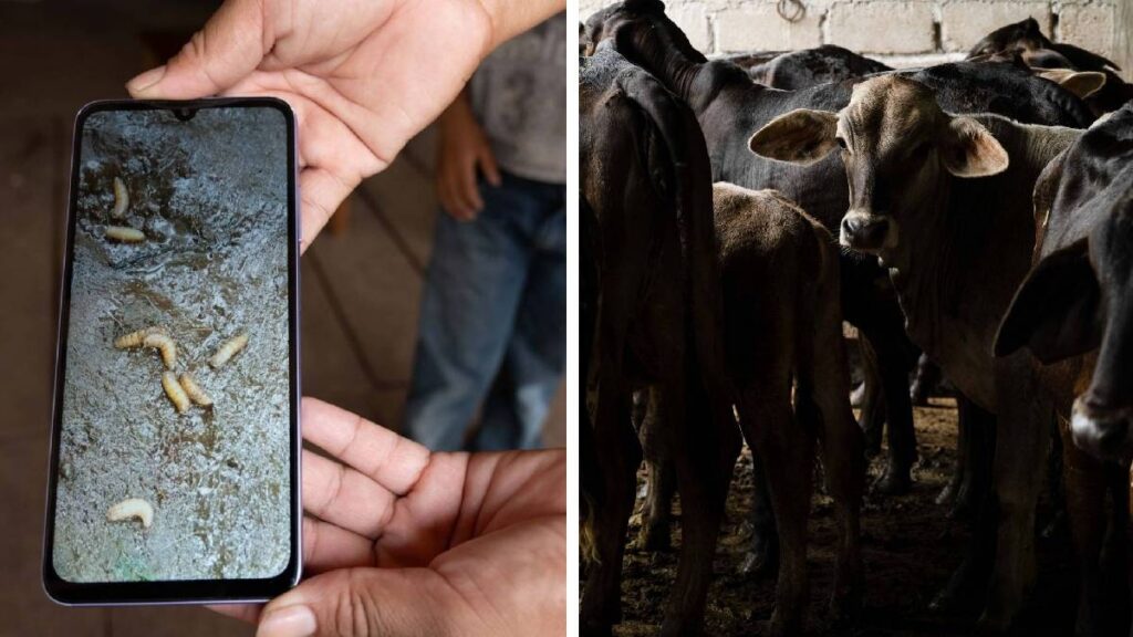 gusano barrenador amplían alerta nacional