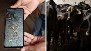 México publica en el DOF que amplía alerta nacional para detener propagación del gusano barrenador