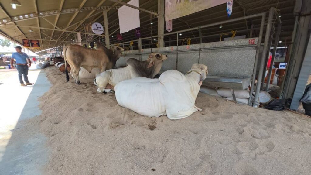 Ganaderos de Chiapas piden cerrar la frontera con Guatemala.