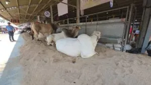 Ganaderos de Chiapas exigen cierre de la frontera sur por gusano barrenador