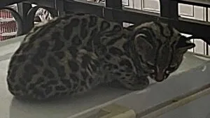 Aparece gatito salvaje en casa de CDMX: imágenes