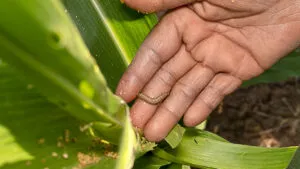 Ya fueron atendidos los dos casos de gusano barrenador en Oaxaca; no presentan padecimientos