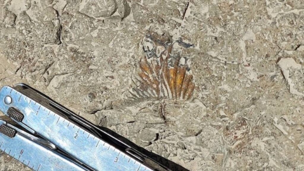 Se encontraron huellas de dinosaurios entre Puebla y Oaxaca.