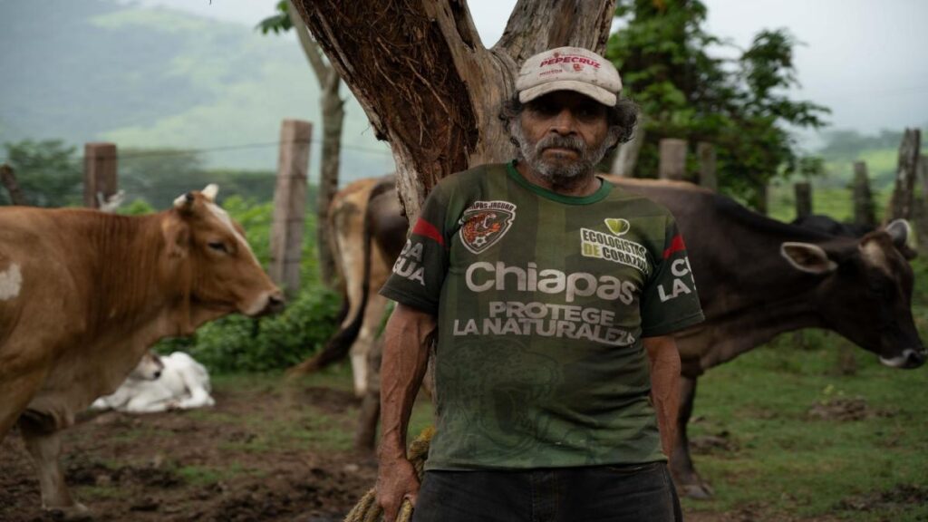 Inicia estrategia para frenar contagios de gusano barrenador en ganado en México