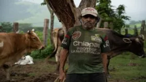 Entra en vigor estrategia para frenar contagios de gusano barrenador en México