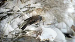 ¿Cuándo inicia el invierno en México  y cuánto tiempo durará?