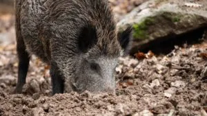 Aumentan a seis los jabalíes muertos por peste porcina en Cataluña; México mantiene bloqueo