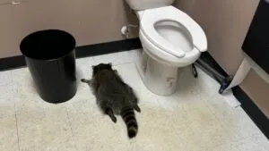 Mapache irrumpe en licorería de Virginia, se emborracha con whisky y se desmaya en el baño