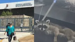 Quirófanos en hospital del ISSSTE de Acapulco funcionan con normalidad tras incursión de mapaches