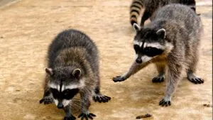 Mapaches invaden hospital del ISSSTE en Acapulco; fueron asegurados y no se registraron afectaciones