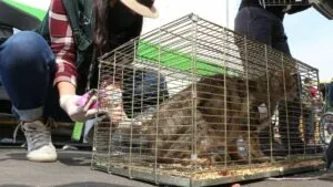 Mercado de Sonora: desde mañana queda prohibida la venta de animales