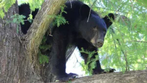 Graban momento en que un oso ataca a su entrenador durante espectáculo en un zoológico