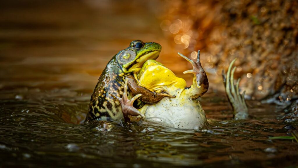 Como obras de arte: las mejores imágenes científicas de 2025, según Nature