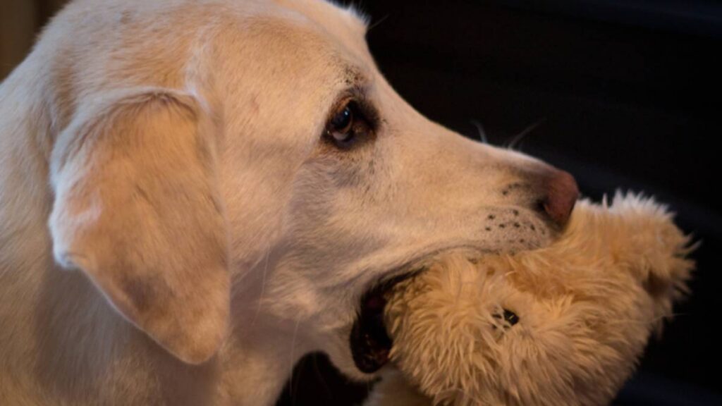 Se cooperan para comprarle peluche a perrito.