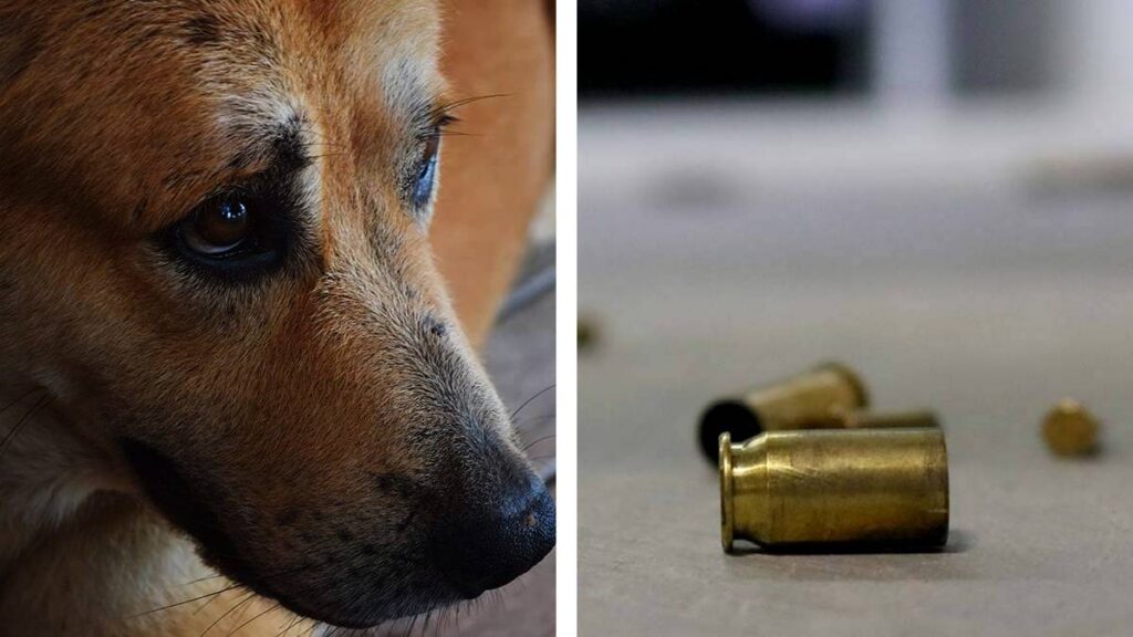 Investigan asesinato de perros en Zacatecas