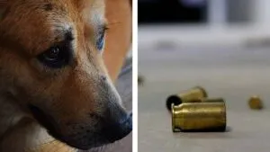 Denuncian crueldad animal en Zacatecas: perros son asesinados a balazos