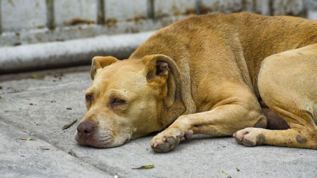 ¿Cuál es la situación de los perros con el gusano barrenador?