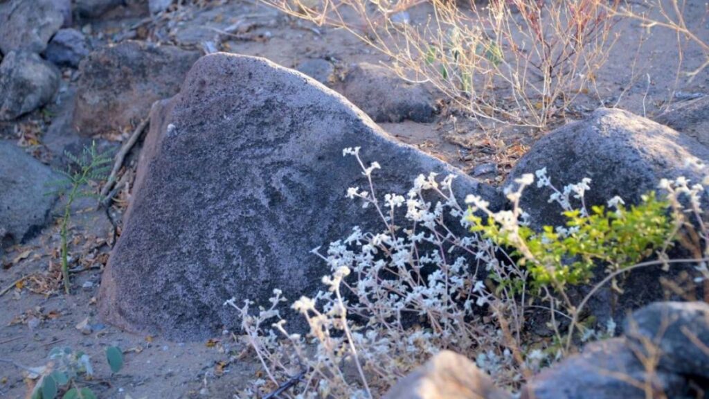 Descubren petrograbados en Tren Querétaro.