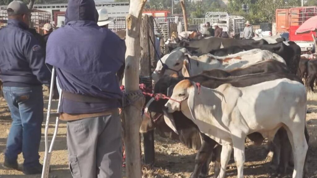 Gusano barrenador en Oaxaca.
