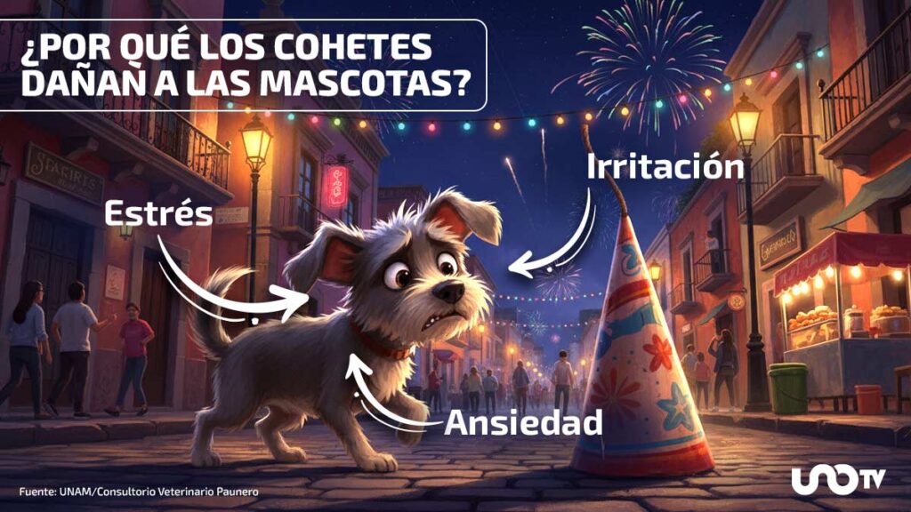 Por Que Los Cohetes Dañan A Las Mascotas
