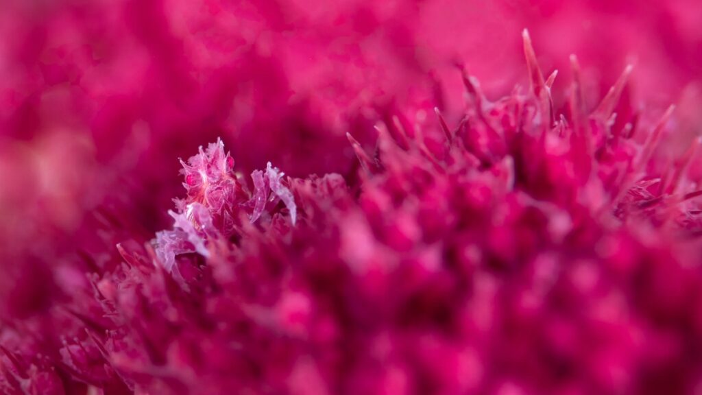 Como obras de arte: las mejores imágenes científicas de 2025, según Nature