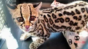 Profepa asegura tigrillo en CDMX y jaguar en Edomex