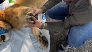Encuentran león encadenado, herido y sin garras en campo de Nayarit