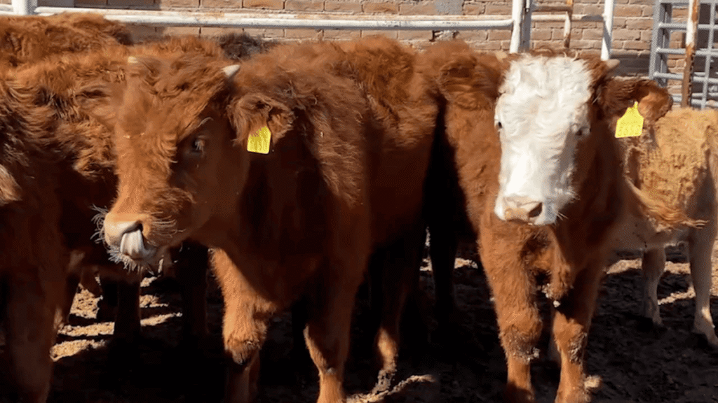 Cobran hasta mil pesos por cabeza de ganado.