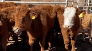 Extorsiones a ganaderos de Durango persisten pese a captura del “Limones”, les cobran hasta mil pesos por cabeza de ganado vendida