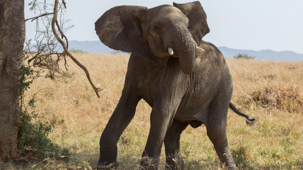 Elefante mata persona tras ataque en la India. Foto: Gettyimages