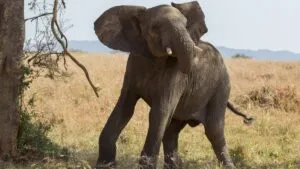 Video: elefante ataca a turistas que se tomaban selfies; hay un muerto