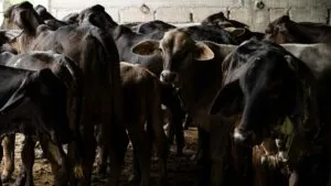 Gusano barrenador provoca pérdidas de 15 mil mdp al sector ganadero en México