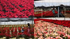 11 lugares en la CDMX para comprar nochebuenas esta temporada