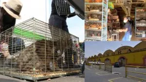 Continúa venta de animales en el Mercado de Sonora