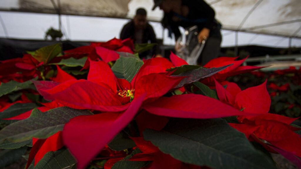 Método para regar las Nochebuenas de manera adecuada. Foto| AFP