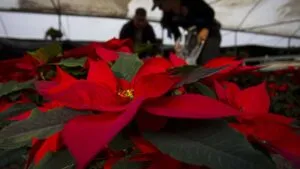 El truco infalible para regar la flor de Nochebuena según la temperatura de tu casa