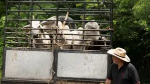 México enfrenta repunte del Gusano Barrenador del Ganado, suma 11 mil 516 casos con 894 activos