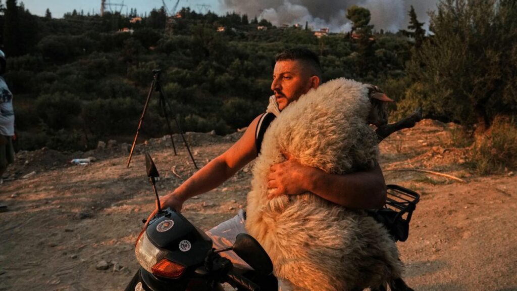 Como obras de arte: las mejores imágenes científicas de 2025, según Nature