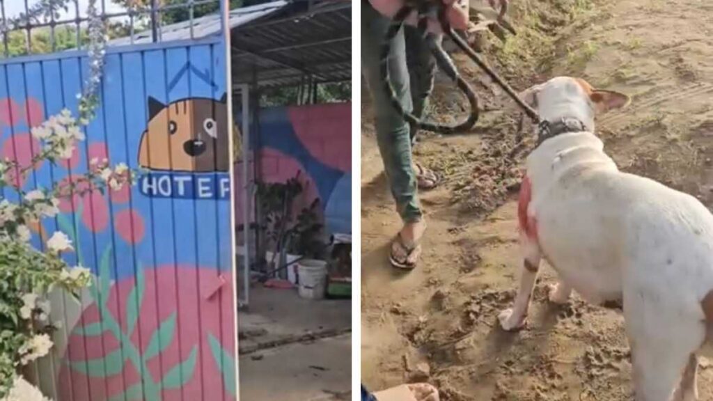 Roban albergue para perros en Acapulco