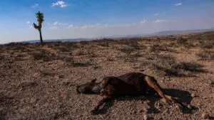Crisis de agua y deuda con Estados Unidos ya pega a producción de maíz en México, advierte la ONU