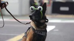 No fue Bad Bunny: perrito “Killer” acapara reflectores en concierto