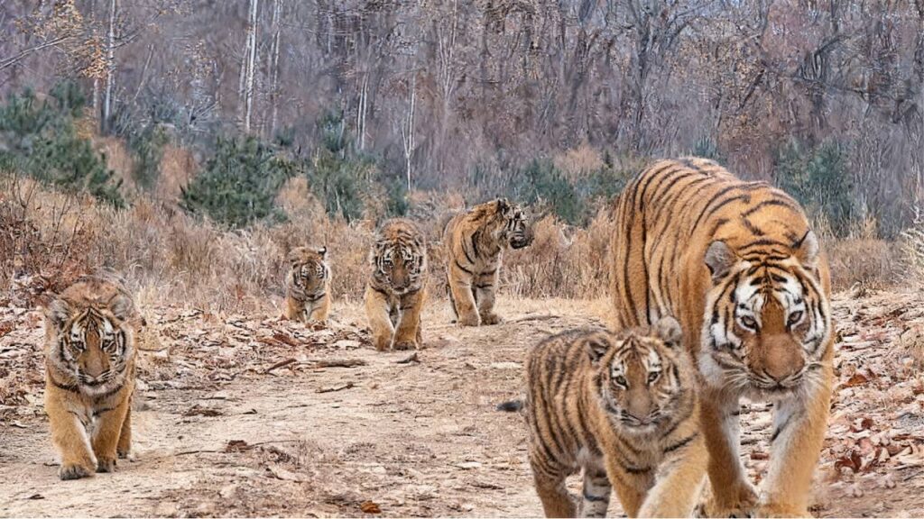 tigres siberianos en parque nacional de China