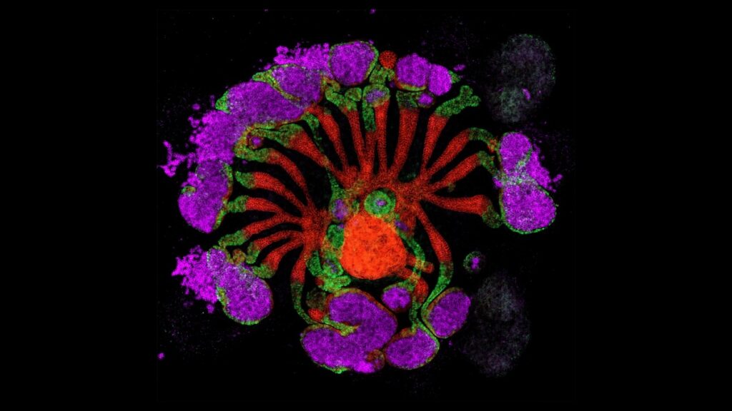 Como obras de arte: las mejores imágenes científicas de 2025, según Nature