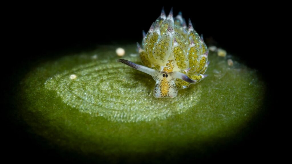 Como obras de arte: las mejores imágenes científicas de 2025, según Nature