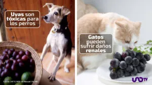 ¿Qué hacer si tu mascota come uvas en Año Nuevo? Expertos alertan por los riesgos